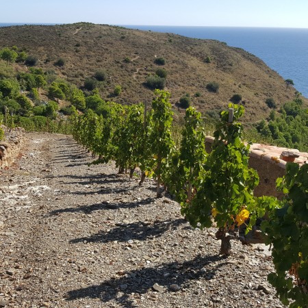 balade vignes pyrénées orientales