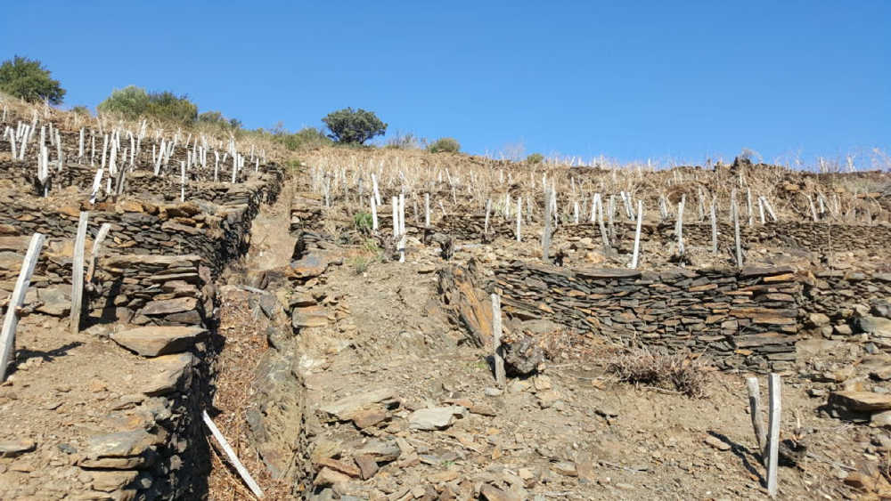 découvrir vignes écotourisme pyrénées orientales