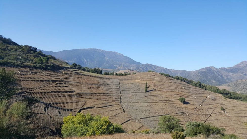 balade vignes oenologie vin cote vermeille