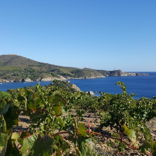 vignes dégustation aop collioure