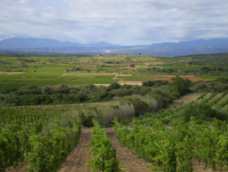 Vignes Pyrénées Orientales