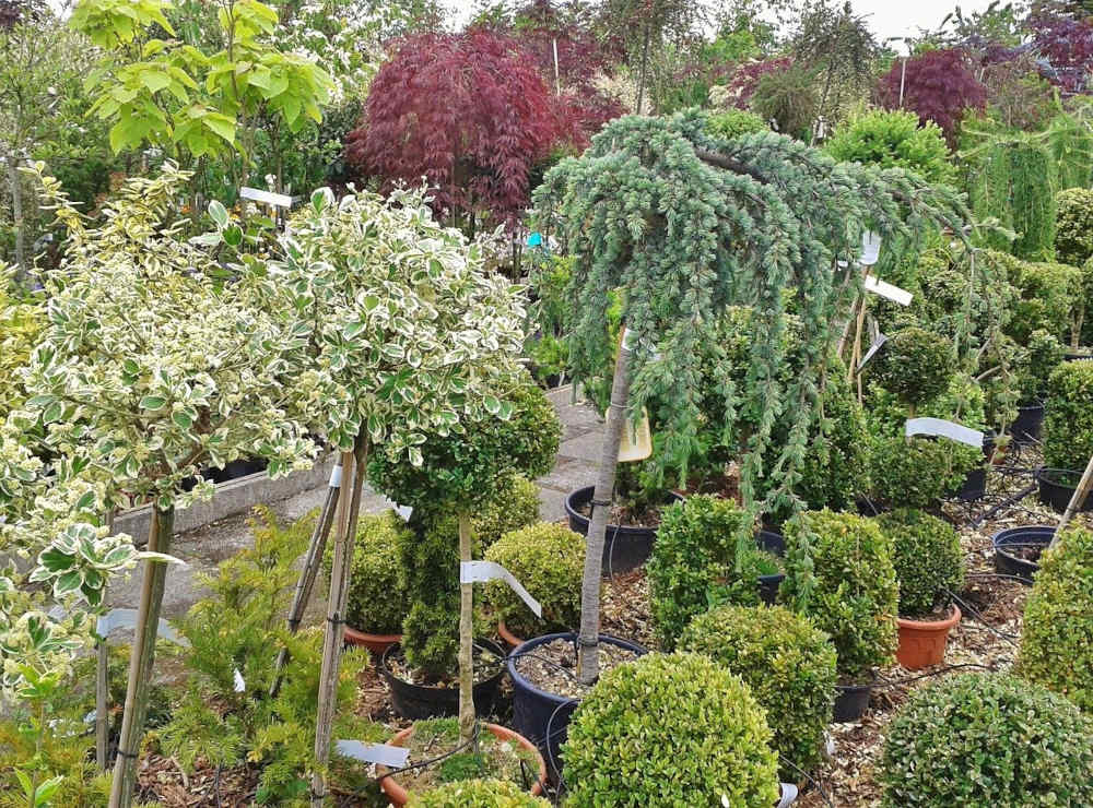 plantes marché de producteur printemps