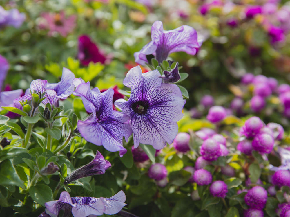 canet fait le printemps