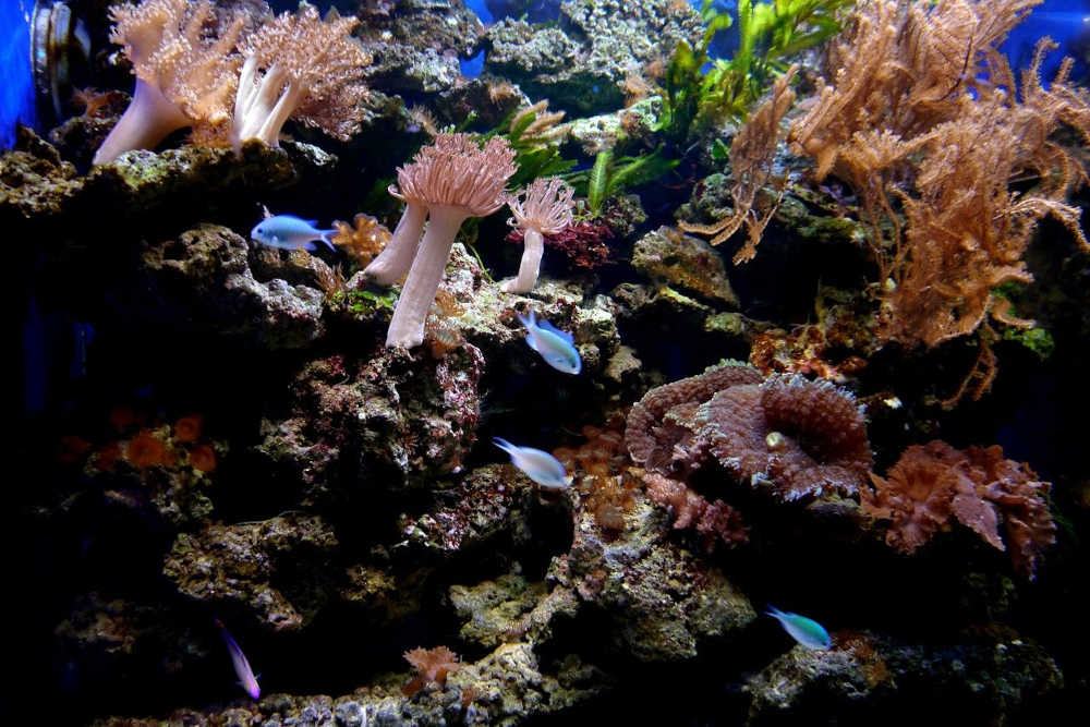Corail Poisson Aquarium Canet-en-Roussillon Oniria