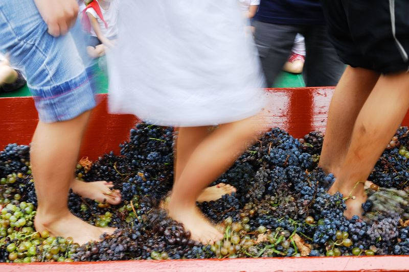 vin pays catalan occitanie