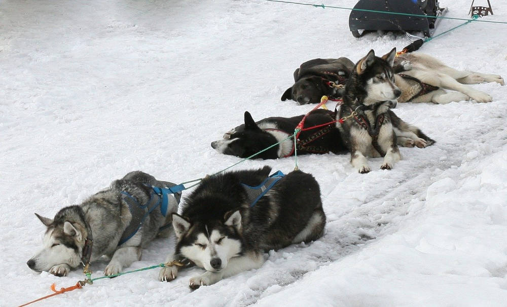 course musher race pyrénées orientales événement 66