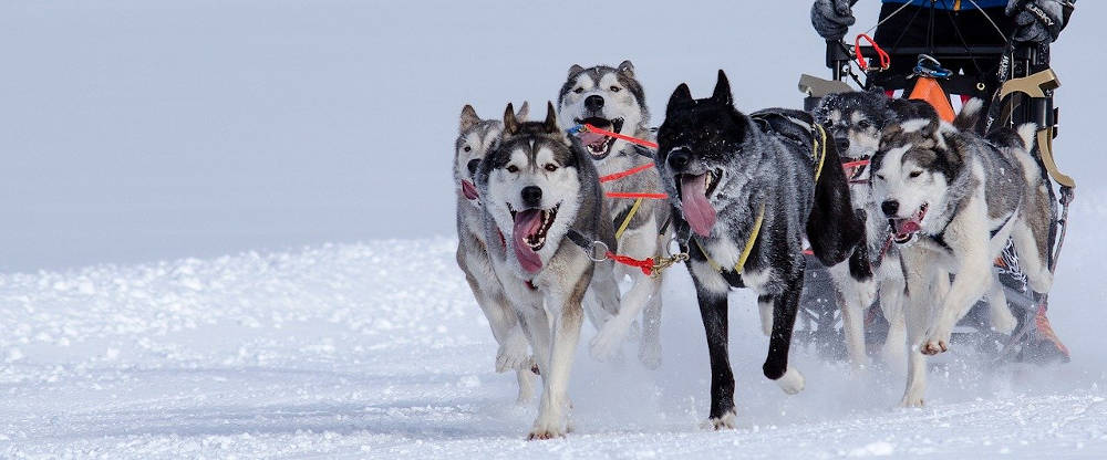 musher montagne neige loisirs