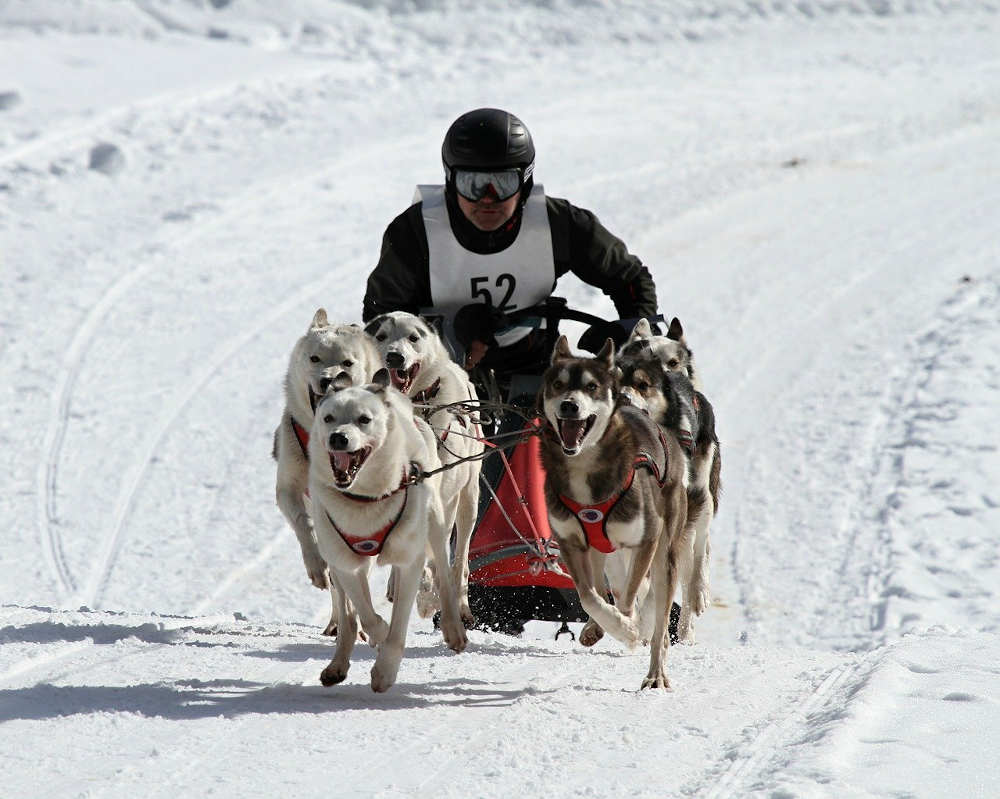 musher race capcir pyrénées orientales