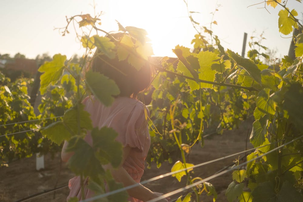 tourisme pyrénées orientales découverte vin