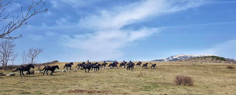 transhumance des mérens