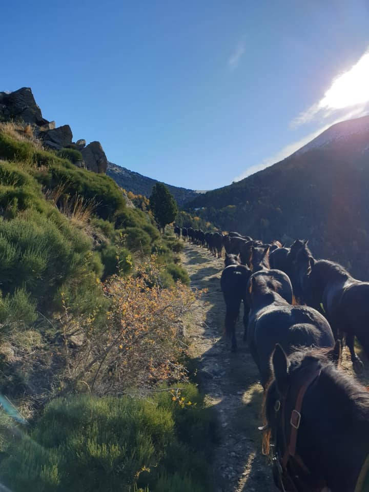 transhumance merens 2022