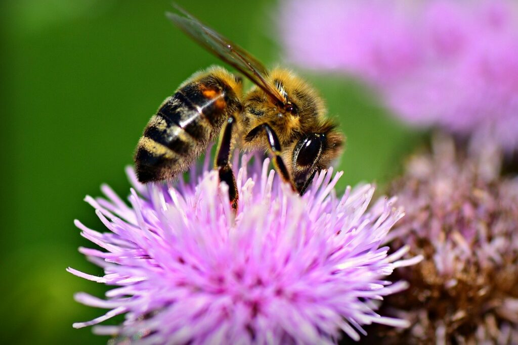 abeille fleur butine
