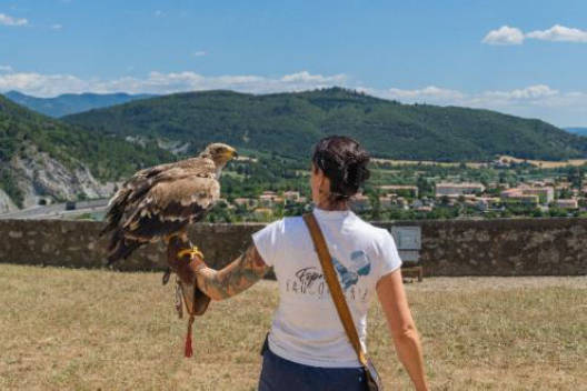 spectacle faucon forteresse salses