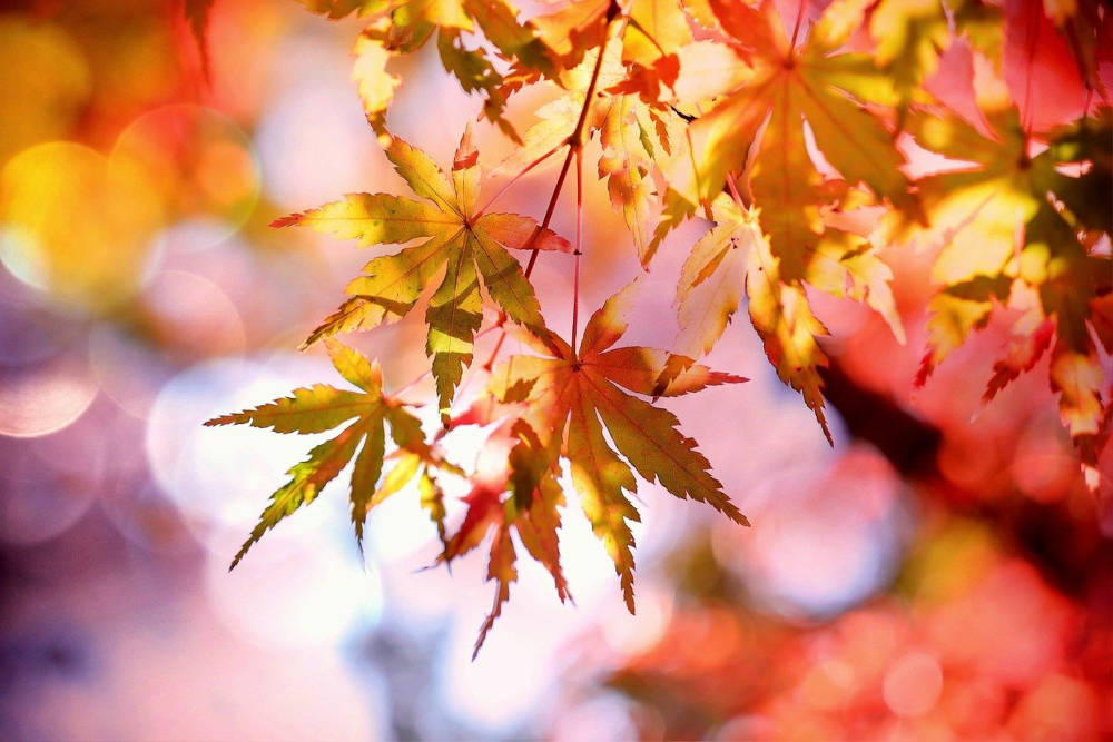 feuilles arbres saison automne 