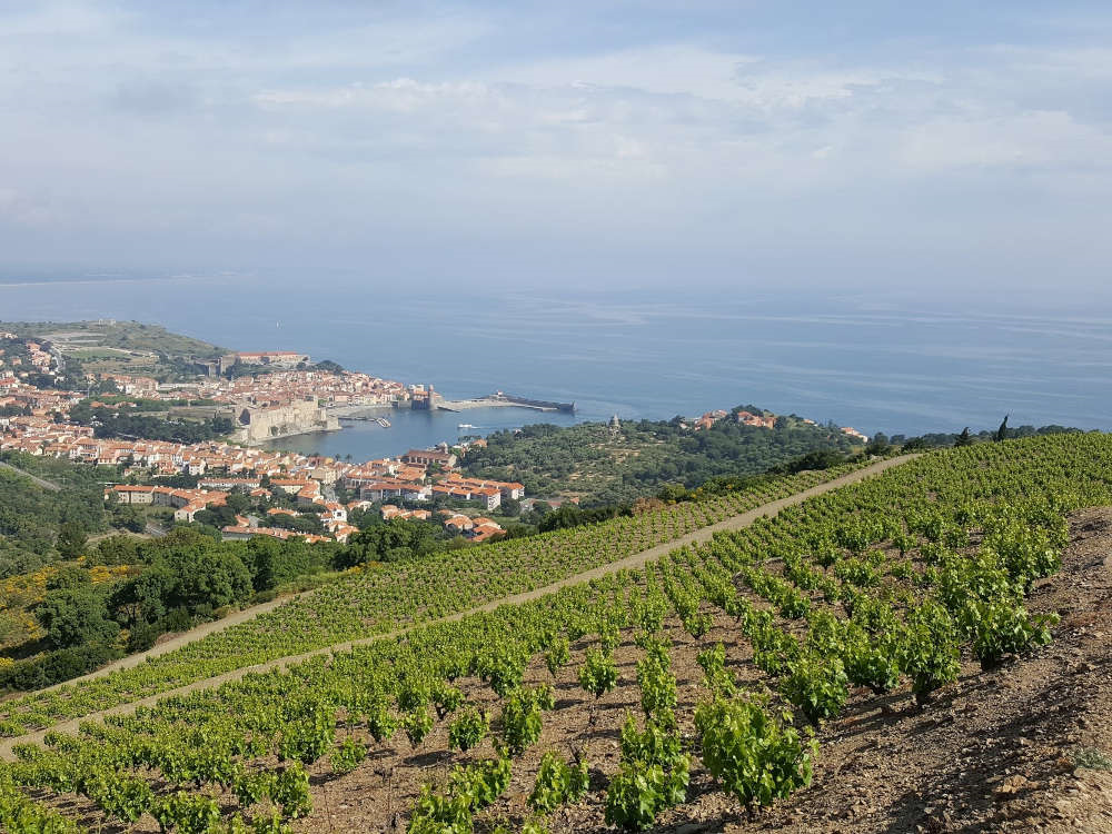 Collioure domaine madeloc balade vigneronne visite gourmande dégustation vin 