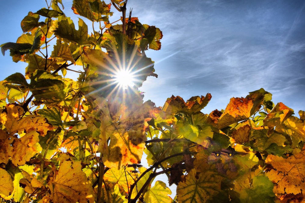 automne feuille soleil pays catalan pyrénées orientales épicurien