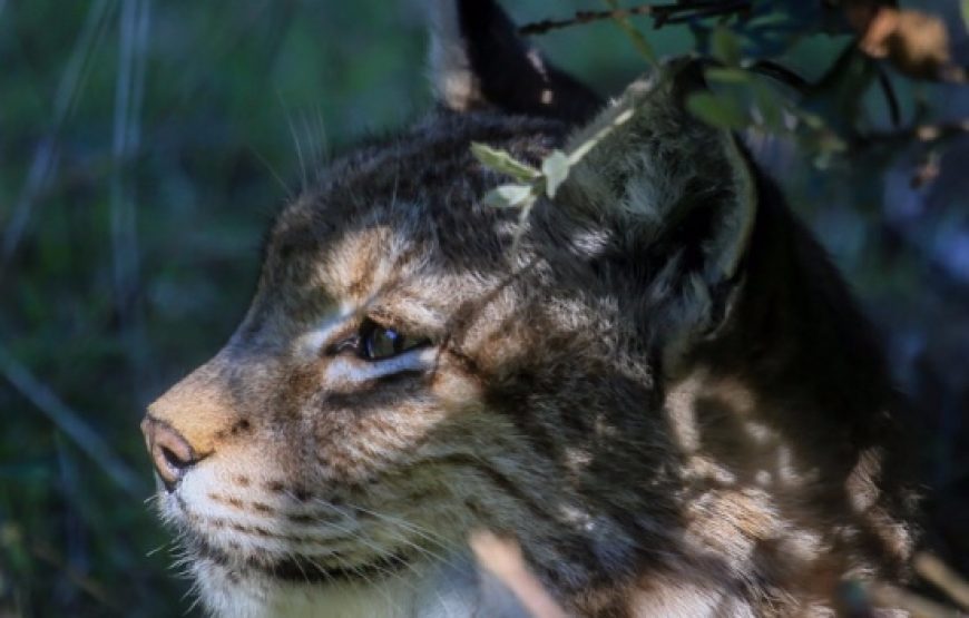 Parc animalier de Casteil