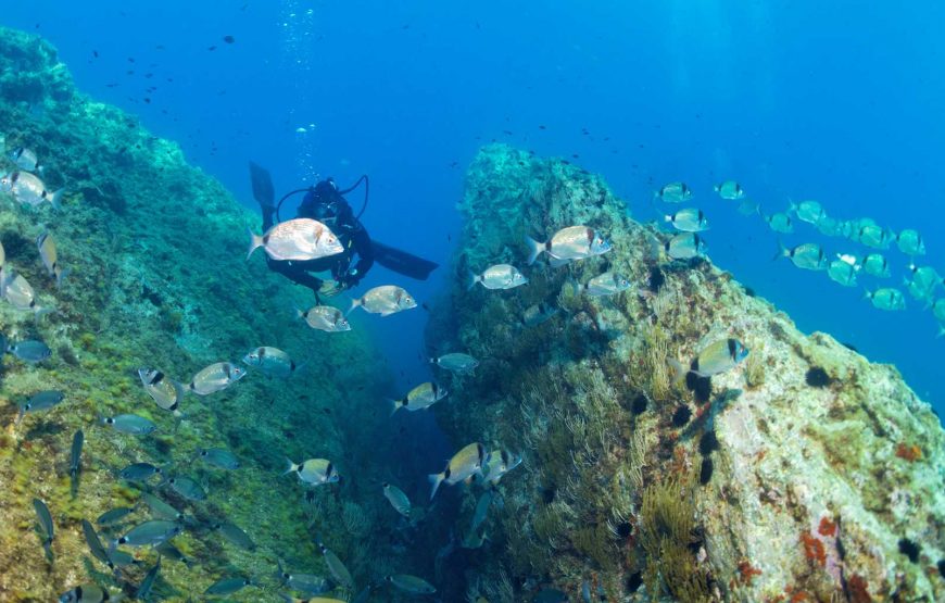 Formation Plongeur Débutant (Scuba Diver)