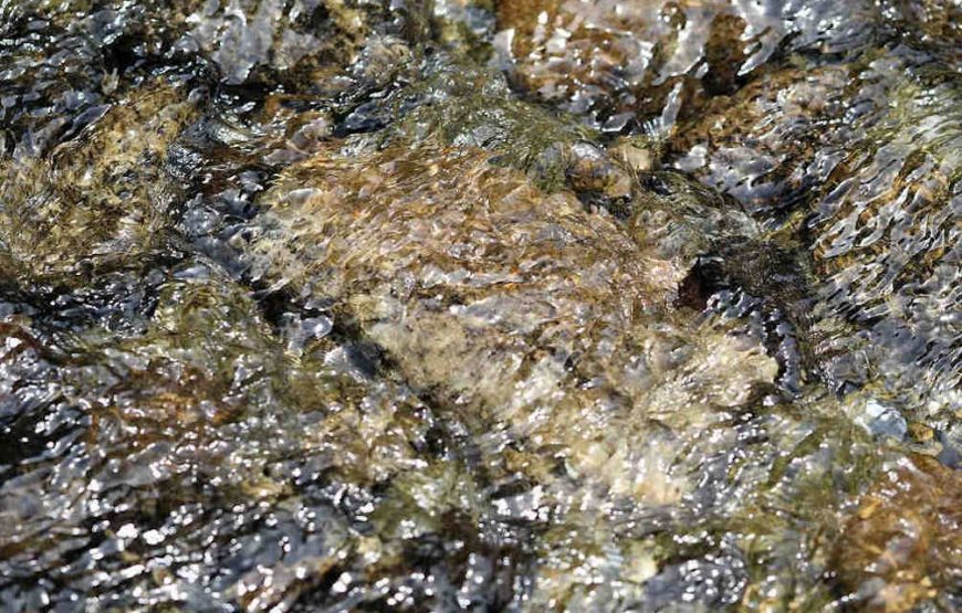 Balade au fil de l’Eau & Chants des oiseaux