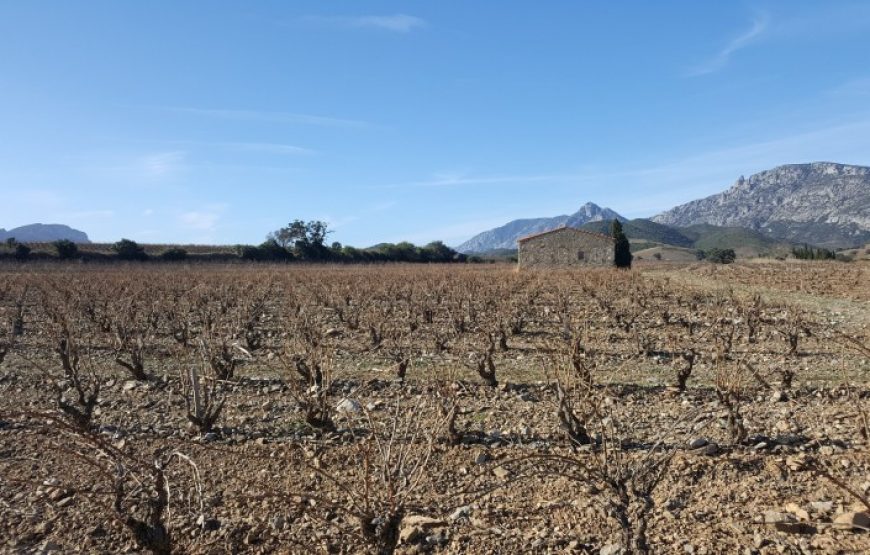 Balade vigneronne à Tautavel (Demi-journée)