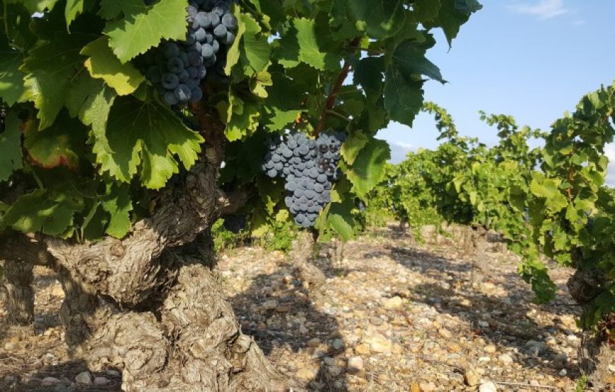 Balade vigneronne dans les Fenouillèdes (Demi-journée)