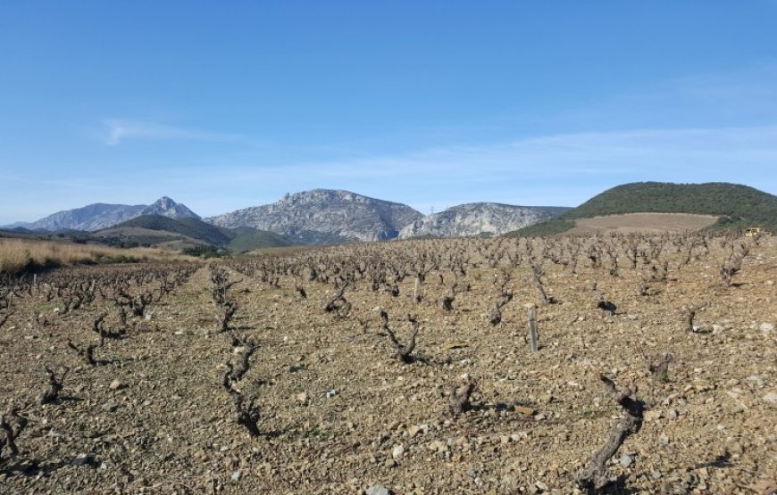 Balade vigneronne sur les chemins du Pays Cathare (demi-journée)