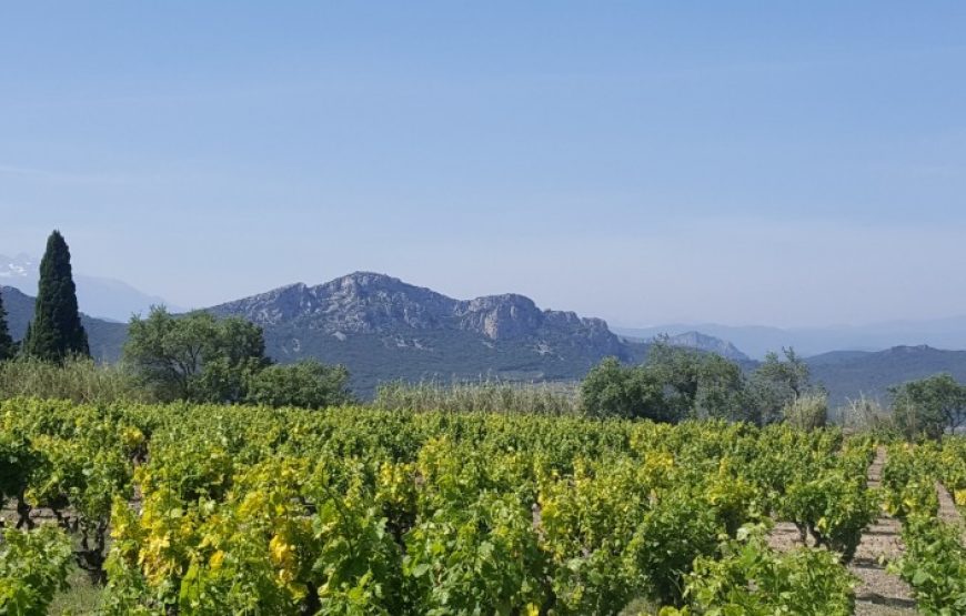 Balade vigneronne dans les Fenouillèdes (Demi-journée)