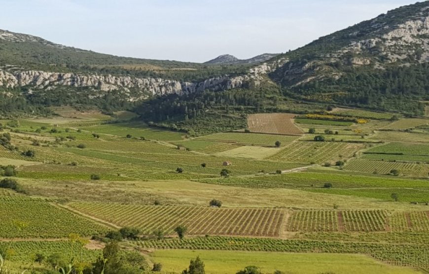 Balade vigneronne dans les Fenouillèdes (Demi-journée)