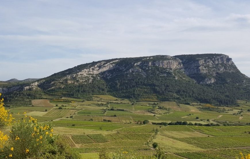 Balade vigneronne sur les chemins du Pays Cathare (demi-journée)