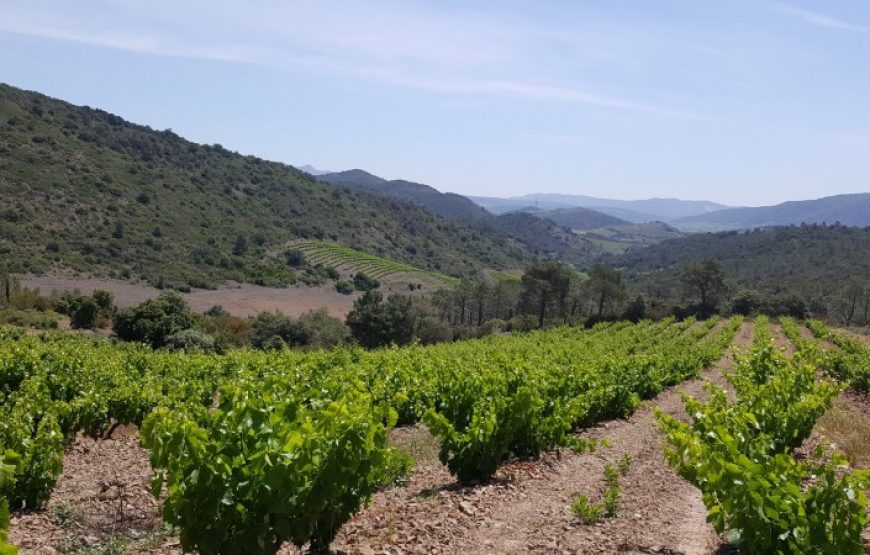 Balade vigneronne à Rivesaltes (Demi-journée)