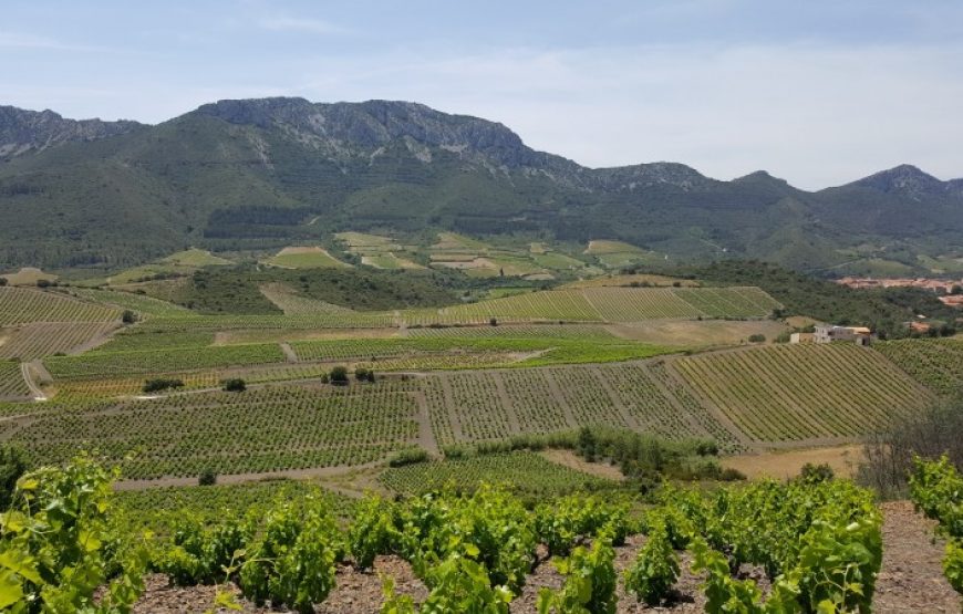 Balade vigneronne à Tautavel (Demi-journée)