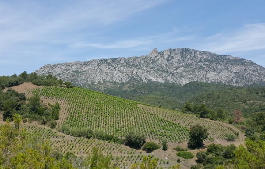 Balade vigneronne sur les chemins du Pays Cathare (demi-journée)