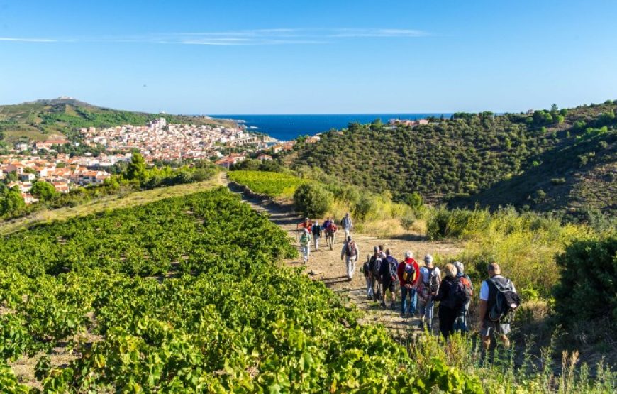 Balade vigneronne à Banyuls-sur-Mer (Demi-journée)