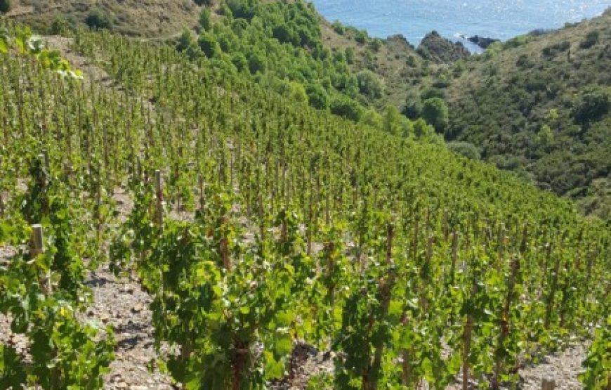 Balade vigneronne sur les hauteurs de Collioure (Demi- journée)