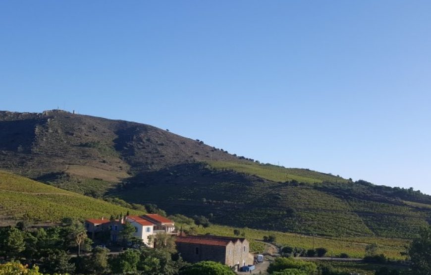 Balade vigneronne sur les hauteurs de Collioure (Demi- journée)