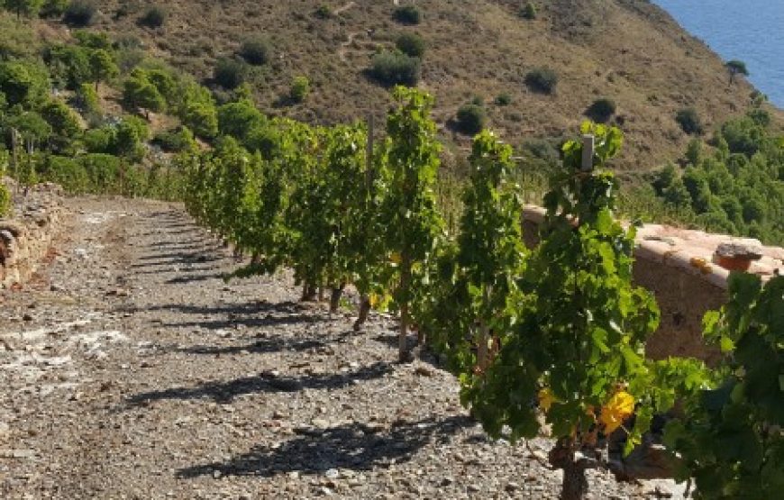 Balade vigneronne sur les hauteurs de Collioure (Demi- journée)