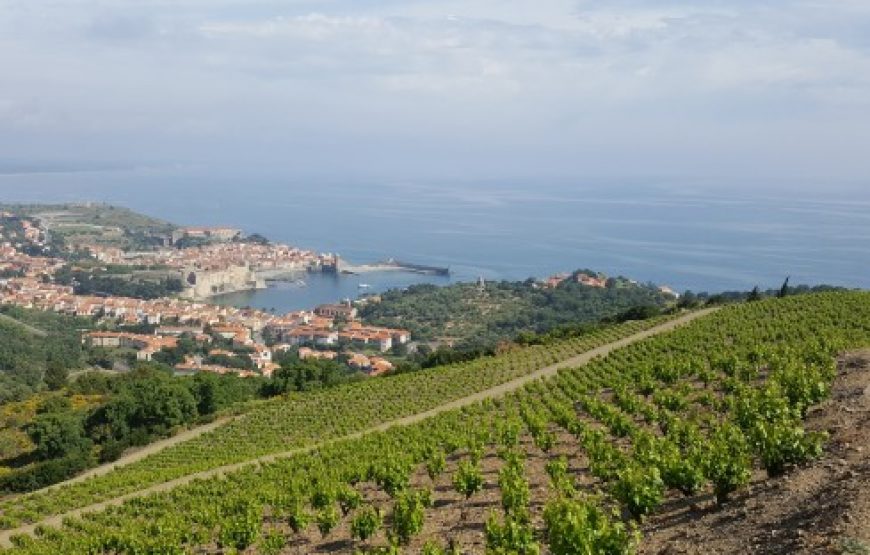 Balade vigneronne sur les hauteurs de Collioure (Demi- journée)