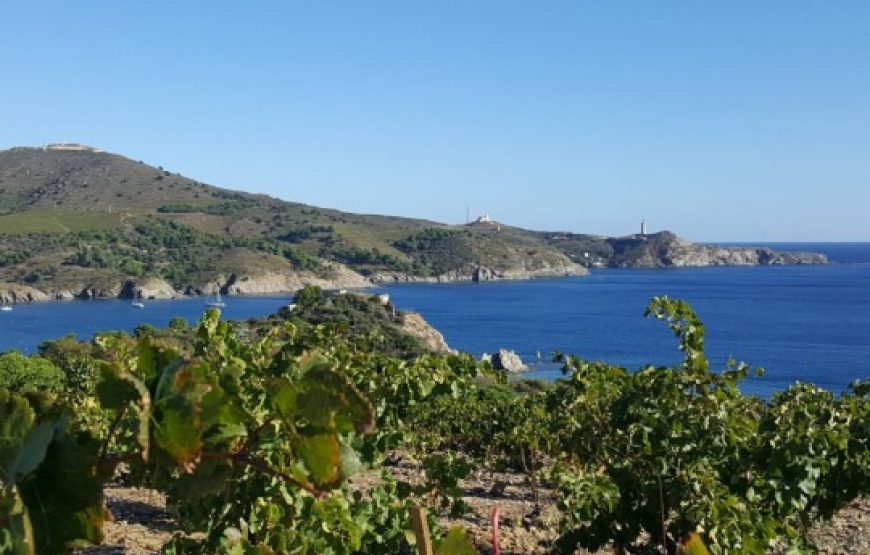 Balade vigneronne à Banyuls-sur-Mer (Demi-journée)