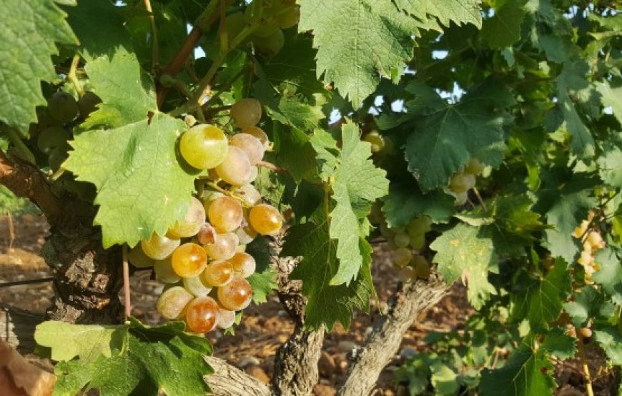 Balade vigneronne sur les hauteurs de Collioure (Demi- journée)