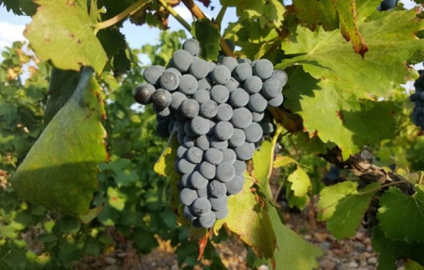 Balade vigneronne sur les hauteurs de Collioure (Demi- journée)