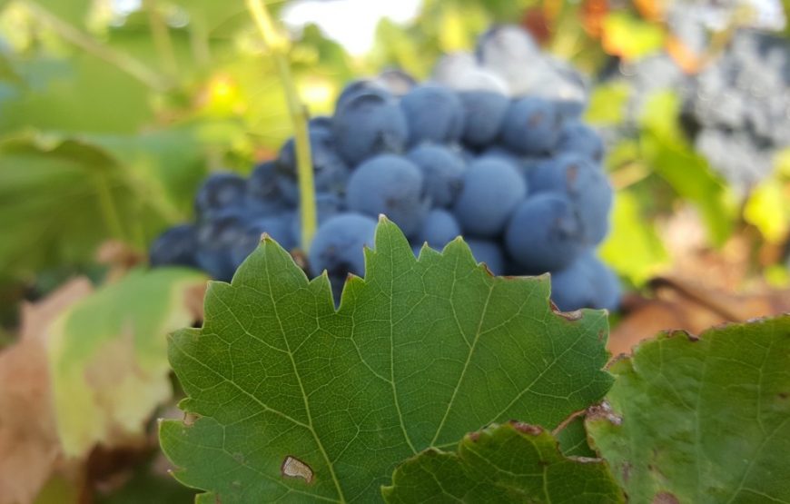 Balade vigneronne : découverte des vignobles de Banyuls & Collioure (1 jour)