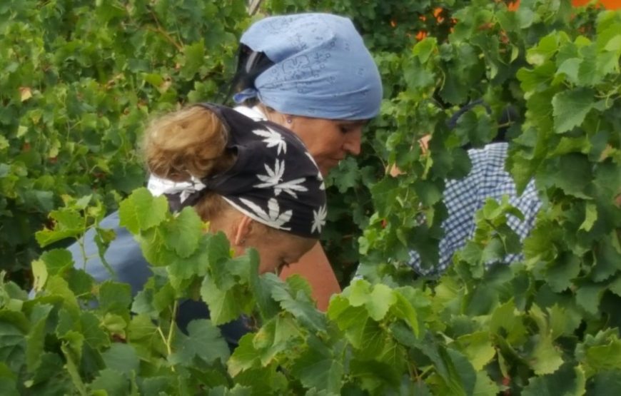 Balade vigneronne : découverte des vignobles de Banyuls & Collioure (1 jour)