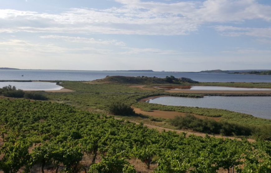 Balade vigneronne dans les Corbières (1/2journée)