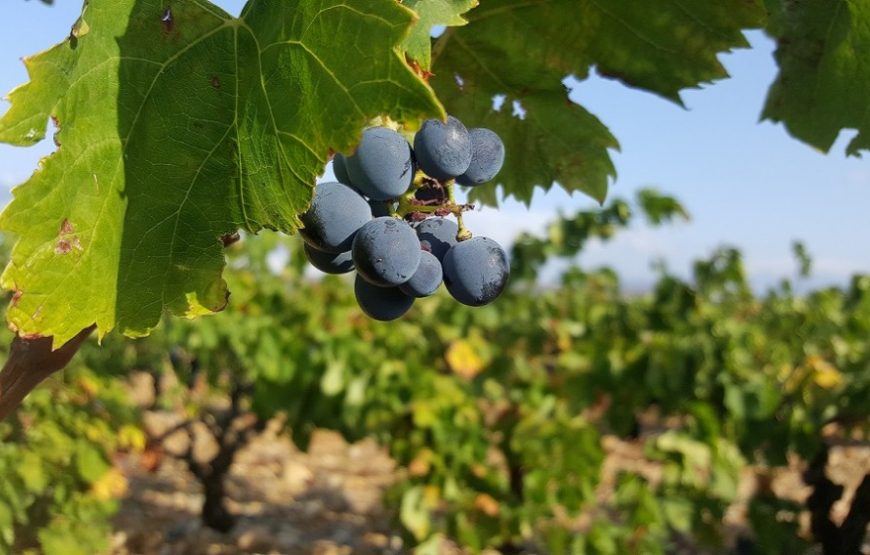 Balade vigneronne dans les Corbières (1/2journée)