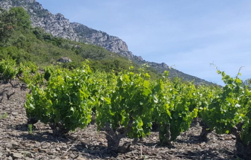Balade vigneronne dans les Corbières (1/2journée)