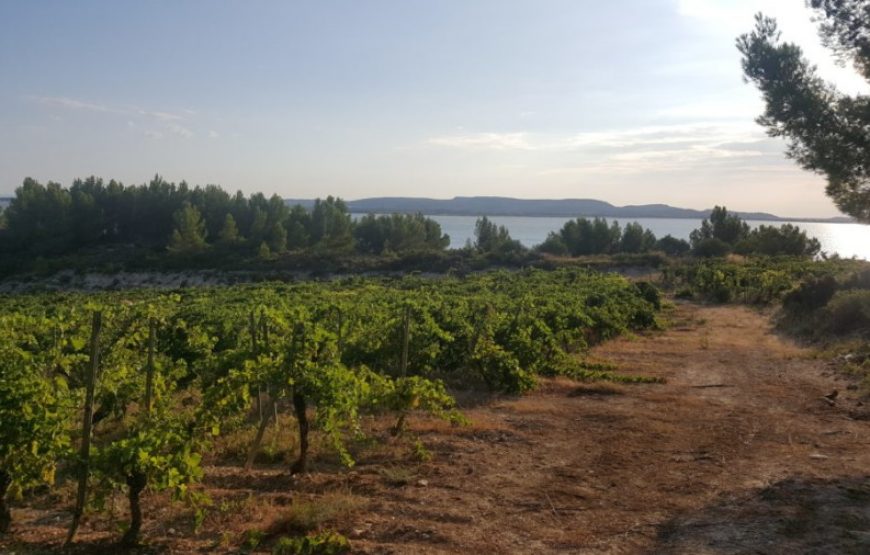 Balade vigneronne dans les Corbières (1/2journée)