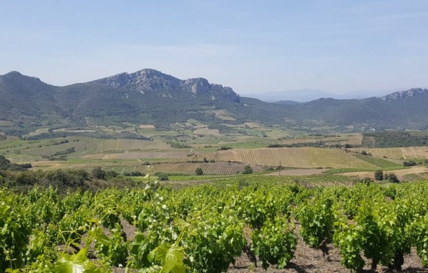 Balade vigneronne à la découverte de terroirs secrets (1 jour)