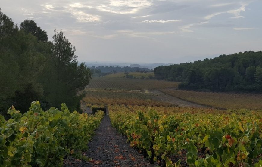 Balade vigneronne à la découverte de terroirs secrets (1 jour)