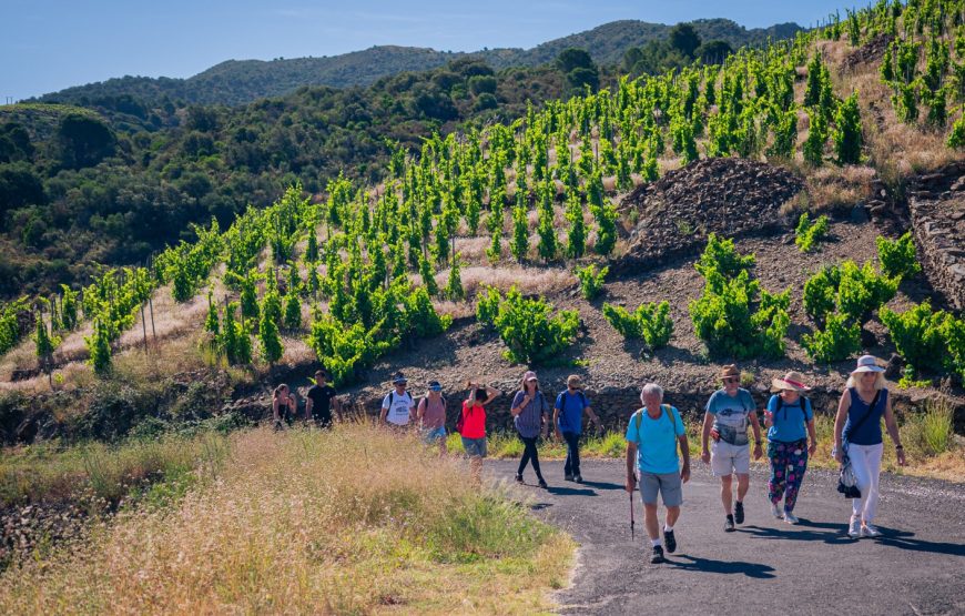 Randonnée découverte d’un vignoble de Banyuls et de ses chais