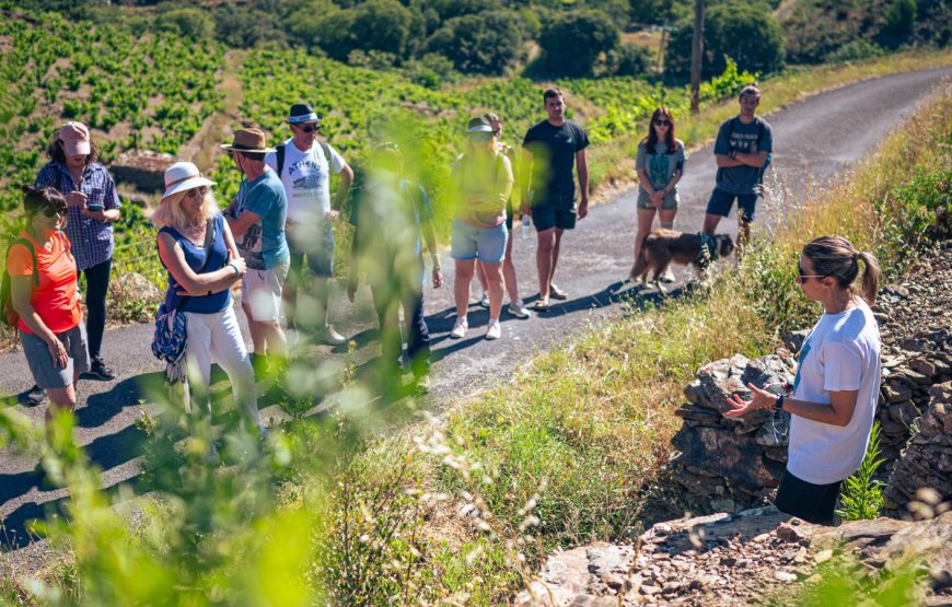 Randonnée découverte d’un vignoble de Banyuls et de ses chais